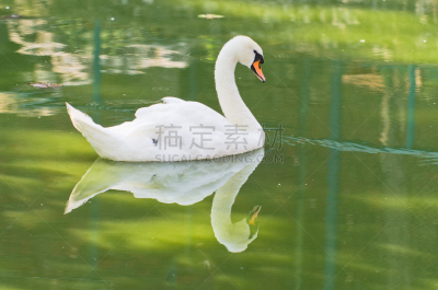 湖,天鹅,小的,夏天,白昼,水,颈,水平画幅,形状,优美