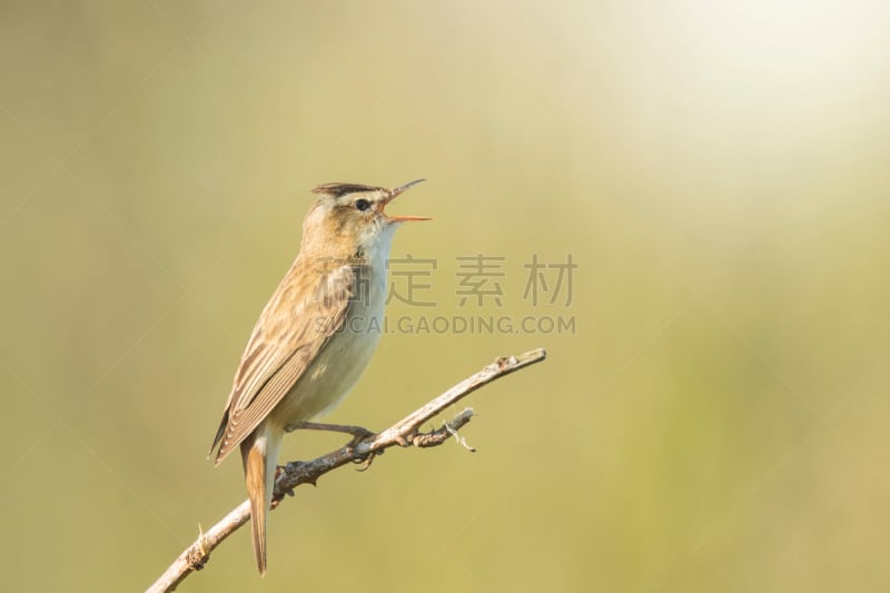 莎草莺,动物交配,水平画幅,无人,鸟类,动物习性,特写,北美歌雀,芦苇,翎毛