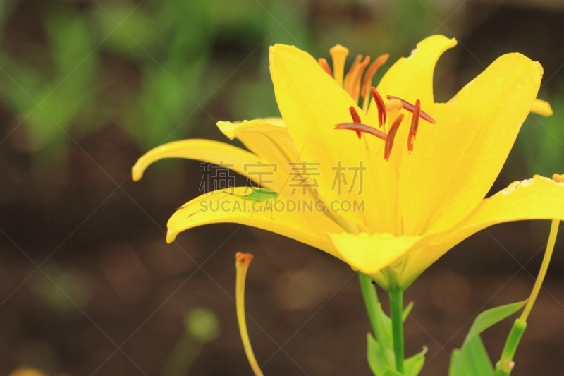 百合花,黄色,斯普林费德,自然,美,水平画幅,绿色,橙色,夏天,特写