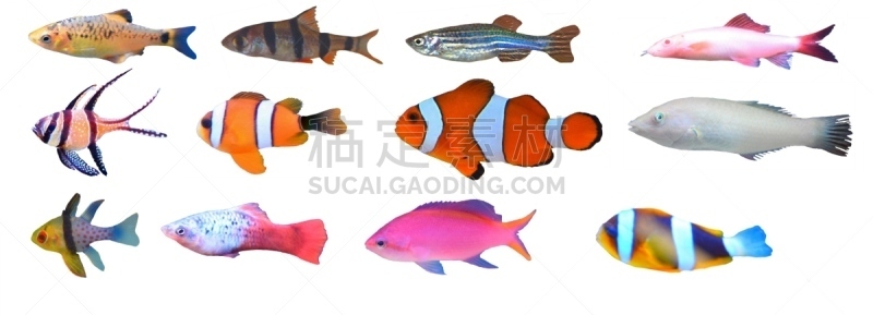 白色背景,字体,热带鱼,分离着色,留白,水平画幅,可爱的,无人,鲤科小鱼,蓝色