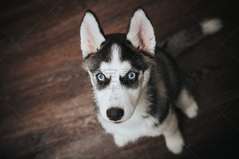 西伯利亚哈士奇犬,小狗,russell,雪橇犬,动物耳朵,美,水平画幅,进行中,智慧,动物身体部位