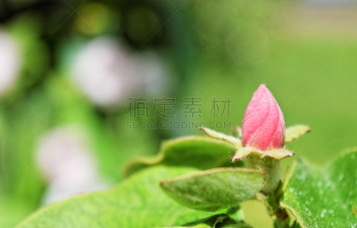 春天,花蕾,温柏,农业,皱皮木瓜,清新,色彩鲜艳,自然美,色彩饱和,3到4个月