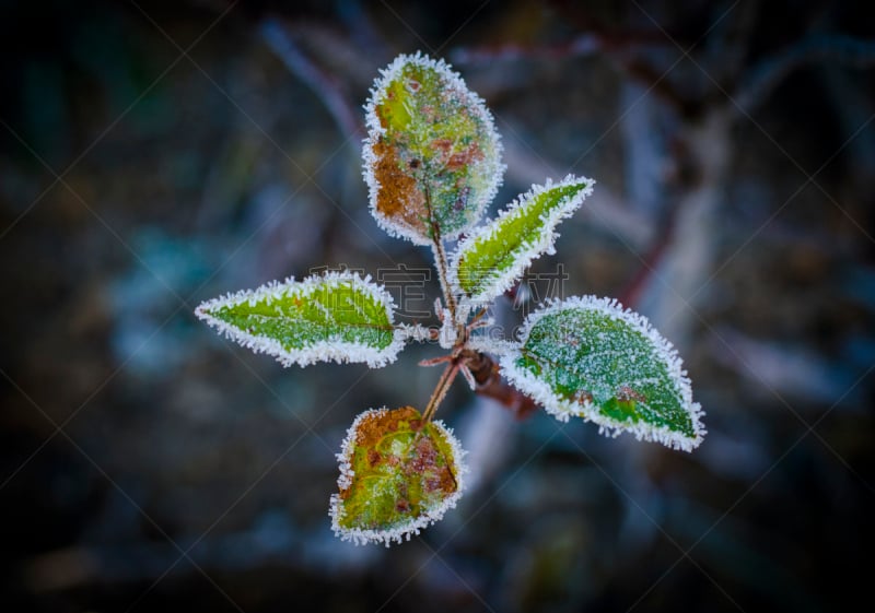 草,霜,天空,美,温度,水平画幅,雪,早晨,户外,面神经