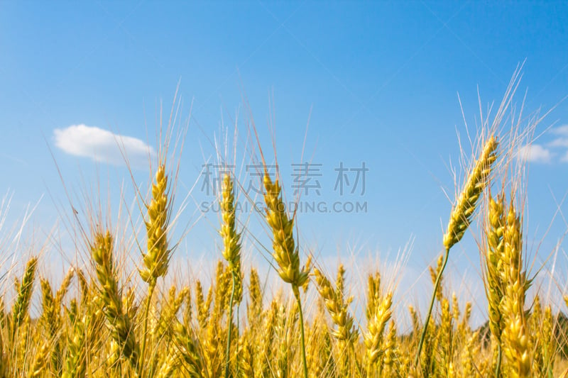 特写,田地,小麦,草本,天空,美,水平画幅,素食,泥土,生食