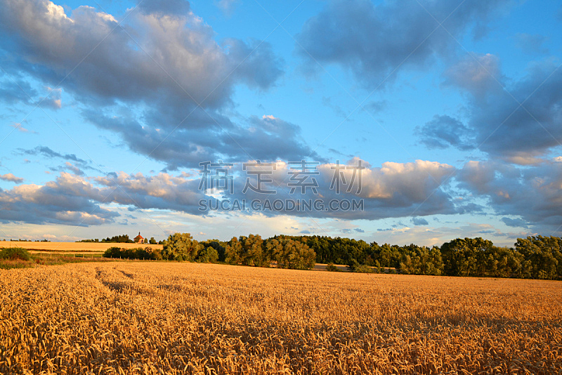 田地,小麦,在上面,天空,水平画幅,无人,夏天,户外,日落,生长