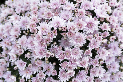 粉色,菊花,背景,花盆,公园,园林,植物,户外,园艺,满画幅