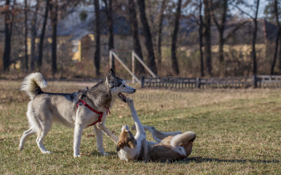 莱卡犬,西伯利亚哈士奇犬,颌骨,动物舌头,雪橇犬,公园,动物嘴,水平画幅,动物耳朵,爪子