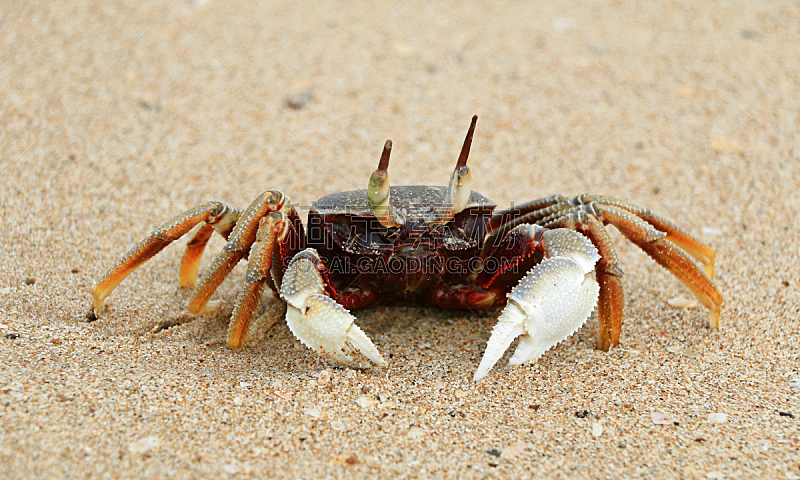 螃蟹,自然,海滩,水平画幅,沙子,无人,动物,户外,泰国,岛