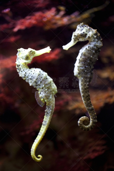 海马,一见钟情,长的,刺海马,垂直画幅,水,水下,海产,特写,动物主题