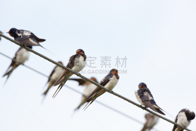 家燕,自然,野生动物,水平画幅,无人,鸟类,鸣鸟,野外动物,户外,一群鸟