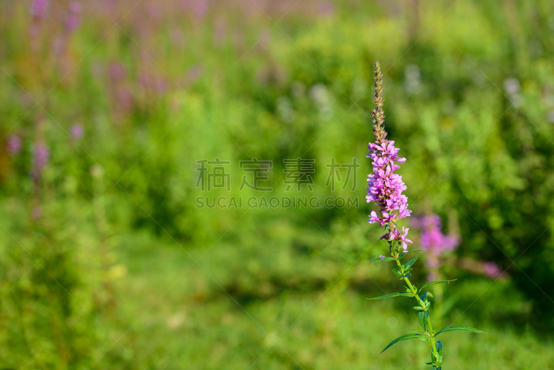 佛花,植物,粉色,仅一朵花,黑色,水平画幅,无人,夏天,草,特写