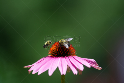 蜜蜂,金花菊,嗡嗡响的,平衡折角灯,自然,选择对焦,美,野生动物,水平画幅,无人