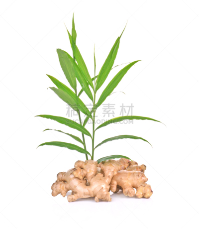 生姜,清新,白色背景,分离着色,蔬菜,健康保健,自然界的状态,泰国食品,背景分离,药