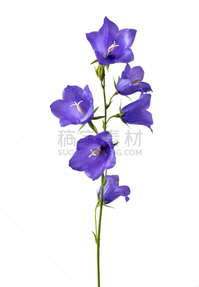紫罗兰,分离着色,白色背景,野风信子,自然美,石生风铃草,三色紫罗兰,垂直画幅,绘画插图,雄蕊