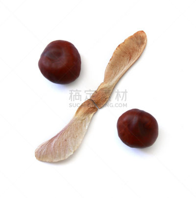 百分比号,种子,枫树,栗子,枫树的翅果,垂直画幅,褐色,秋天,无人,符号