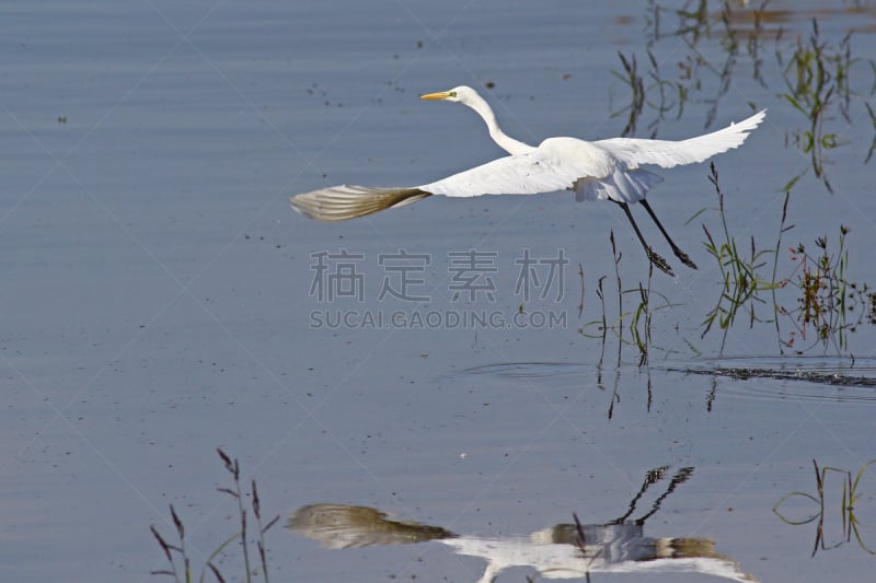 沼泽,白色,大白鹭,羚牛,自然,野生动物,水平画幅,白鹭,鸟类,巨大的