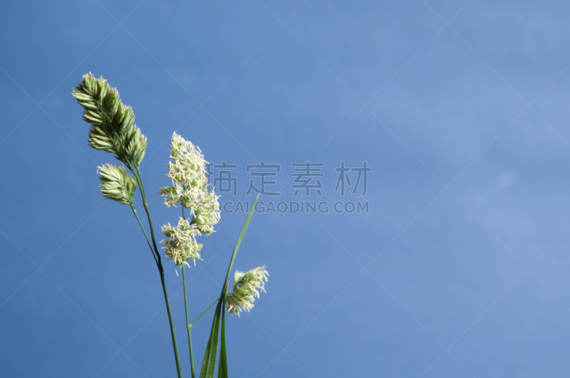 草,celandine,水平画幅,无人,户外,特写,仅一朵花,白色,植物,果园