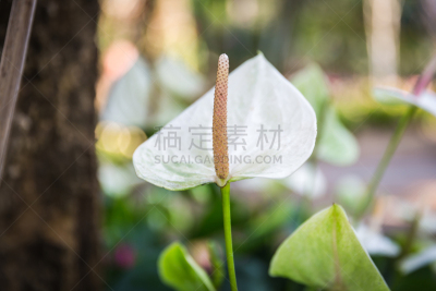 肉穗花序,仅一朵花,自然,水平画幅,无人,夏天,特写,植物茎,植物,2015年