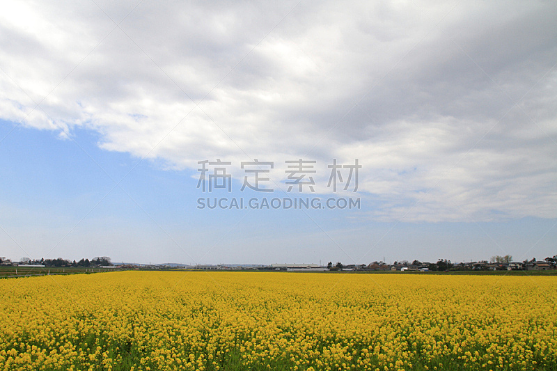油菜花,天空,留白,水平画幅,云,无人,日本,户外,充满的,农作物