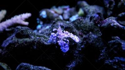 丑角虾,秀丽隐杆线虫,可爱的,野生动物,海星,动物,礁石,背景,丑角,珊瑚