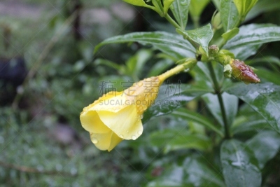 软枝黄蝉,黄色,黄金,毛莨科,雨滴,园林,品牌名称,有蔓植物,鹭管鱼,花