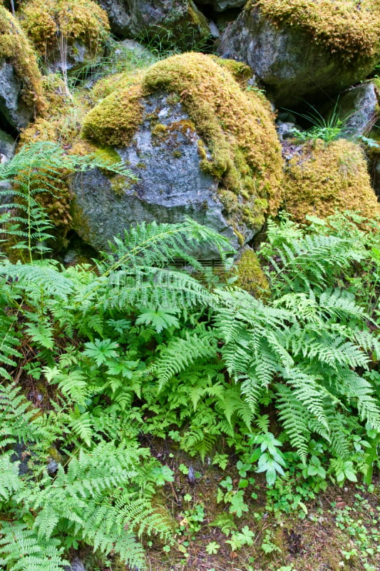 苔藓,冰块,欧洲蕨,自然,垂直画幅,绿色,岩石,无人,夏天,特写