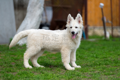 德国牧羊犬,白色,富塞,牧羊犬,牧羊人,动物头,犬科的,宠物,欢乐,水平画幅
