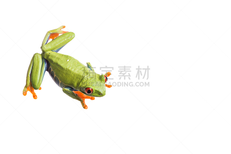 白色背景,红眼树蛙,分离着色,留白,动物手指,水平画幅,无人,蜥蜴,动物身体部位,热带雨林