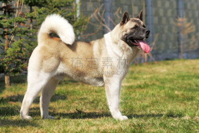 狗,纯种犬,侧面视角,秋田,水平画幅,职权,巨大的,夏天,户外,日本人