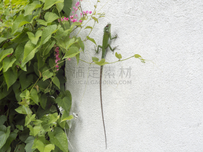 白色,墙,变色龙,绿色,涂料,亚洲,自然,斯里兰卡,科伦坡,图像