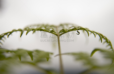 自然,植物,水平画幅,绿色,彩色图片,无人,甘草蕨,摄影