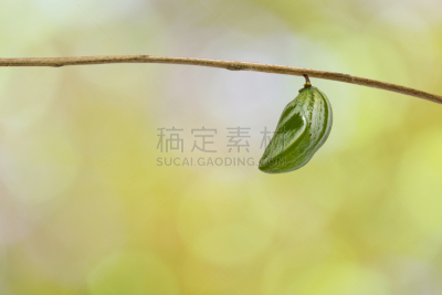 嫩枝,蝴蝶,茧,寄主植物,鹭管鱼,生物学,热带气候,泰国,鳞翅类,毛虫