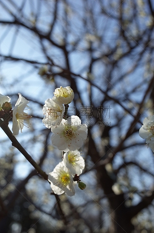 仅一朵花 白色 梅子树 梅子 梅花 插花术 雄蕊 星和园 平和 垂直画幅图片素材下载 稿定素材