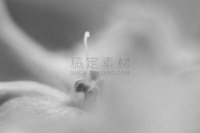花粉,大特写,母球,欧洲赤松,健康保健,清新,自然界的状态,背景分离,番红花属,蜂蜜
