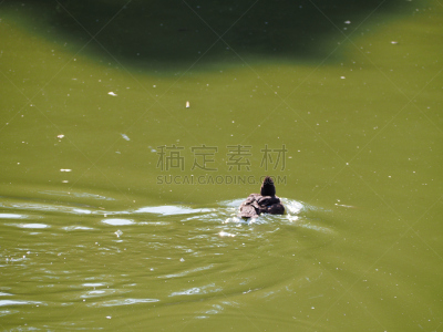镜冠秋沙鸭,身份,科学,水,维拉尔莱栋市,水平画幅,无人,鸟类,动物身体部位,野外动物