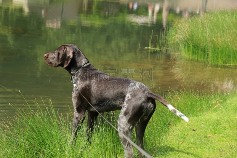 德国短毛犬,奥地利黑褐猎犬,猎犬,褐色,纯种犬,水平画幅,家畜,无人,波音达猎犬,雄性动物