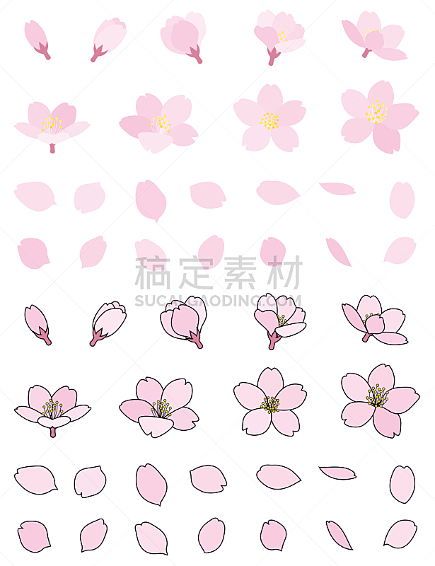 樱花,花蕾,花瓣,清新,春天,3到4个月,植物,绘画插图,新的,日本
