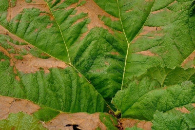 衰老过程,巨大的,英格兰,植物,叶子,非凡的,栽培植物,彩色图片,发现,挨着