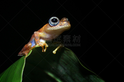 青蛙,夜晚,热带雨林,野生动物,图像,野外动物,马达加斯加,火蜥蜴,无人,两栖纲