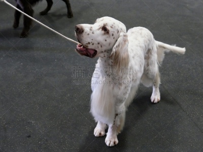 狗,赛特种猎狗,闪亮的,遛狗师,纯种犬,澳洲丝毛梗,个人卫生用品,与众不同,驯狗员,理毛行为