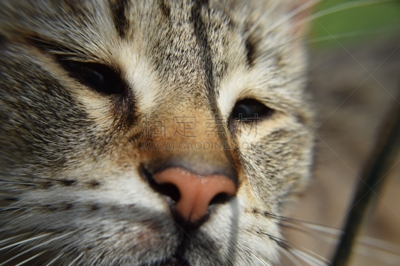 猫,圣伯纳犬,脑袋后边长眼睛,昆虫的盾部,四处看看,水平画幅,动物身体部位,小胡子,特写,哺乳纲