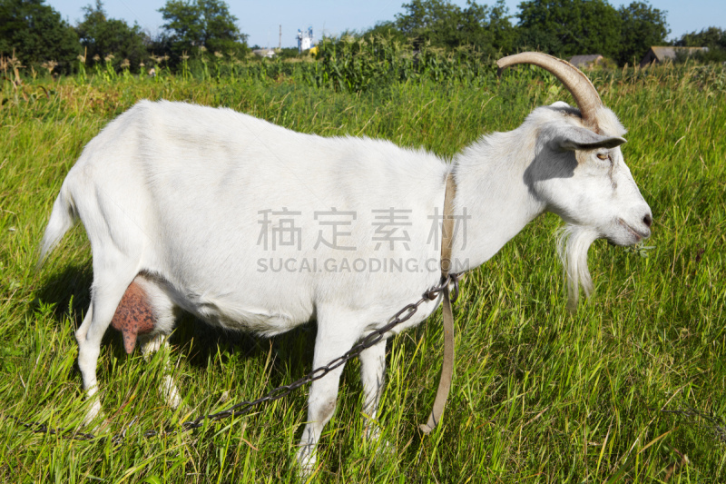 牧场,山羊,自然,草地,水平画幅,家畜,秋天,无人,蓝色,夏天