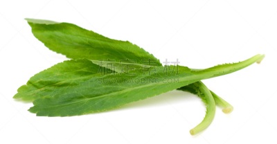 叶子,芫荽叶,白色,分离着色,自然,慈善救济,水平画幅,素食,有机食品,膳食