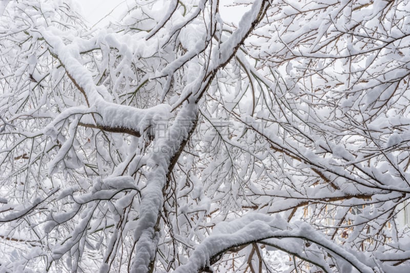 雪,寒冷,水平画幅,无人,日本,户外,两极气候,白色,箱根园,富士箱根伊豆国立公园