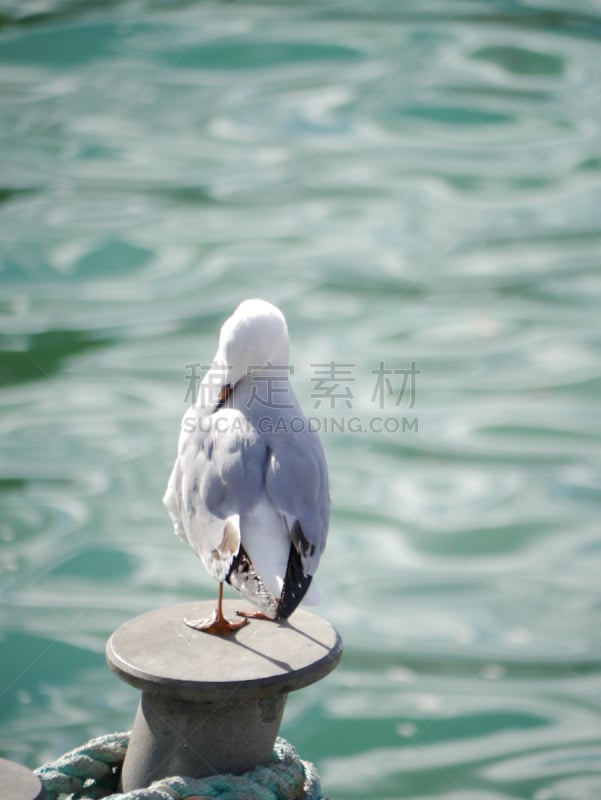 新西兰,背景,巨型黑背海鸥,运动模糊,自然,垂直画幅,野生动物,蓝色,鸟类,特写