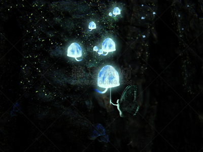 森林,仙女,魔法,水平画幅,夜晚,户外,俄罗斯,夜生活,真菌,魔术师