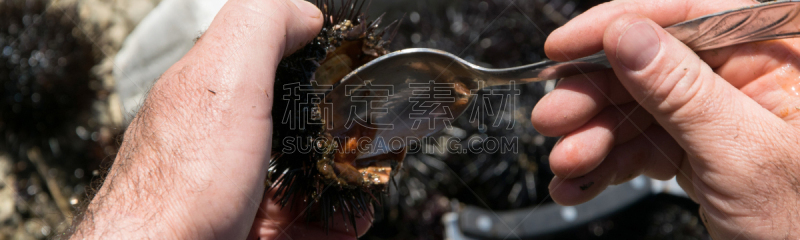 海胆,男人,蛋,手,特写,里面,看风景,清洗,取得,开