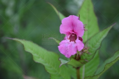 仅一朵花,粉色,观赏宝石草,自然,水平画幅,雄蕊,无人,植物茎,植物,叶子