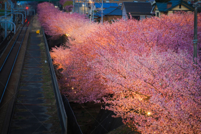 川津,樱之花,吉野樱花,春天,铁轨轨道,园林,樱桃树,植物,户外,横滨