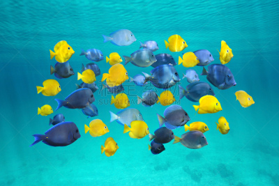 在下面,热带鱼,多色的,平视角,群,水,水平画幅,无人,blue tang fish,大西洋